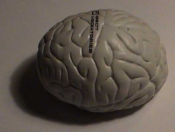 brain.jpg (14217 bytes)