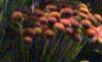 f-orange.jpg (4340 bytes)