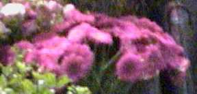 f-pink2.jpg (6510 bytes)