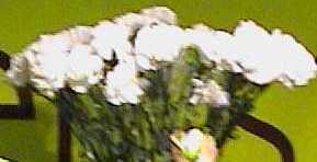 f-white.jpg (6717 bytes)