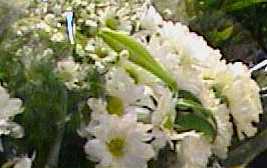 f-white3.jpg (8541 bytes)