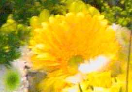 f-yellow.jpg (6467 bytes)