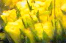 f-yellow2.jpg (5121 bytes)