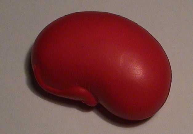 kidney.jpg (11425 bytes)