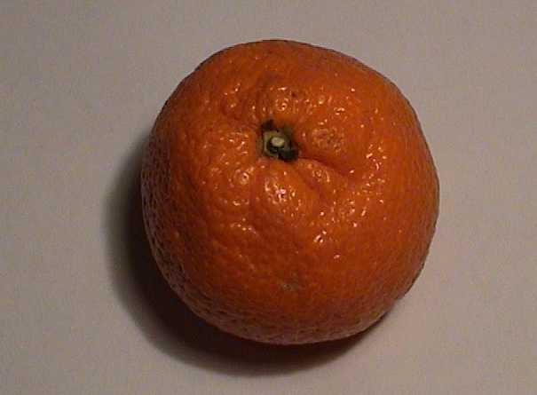 satsuma.jpg (15451 bytes)