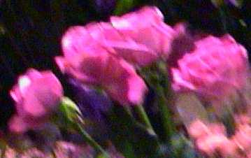 f-pink.jpg (10453 bytes)