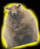 flossy.jpg (3472 bytes)