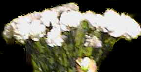 sheep-white.jpg (6413 bytes)